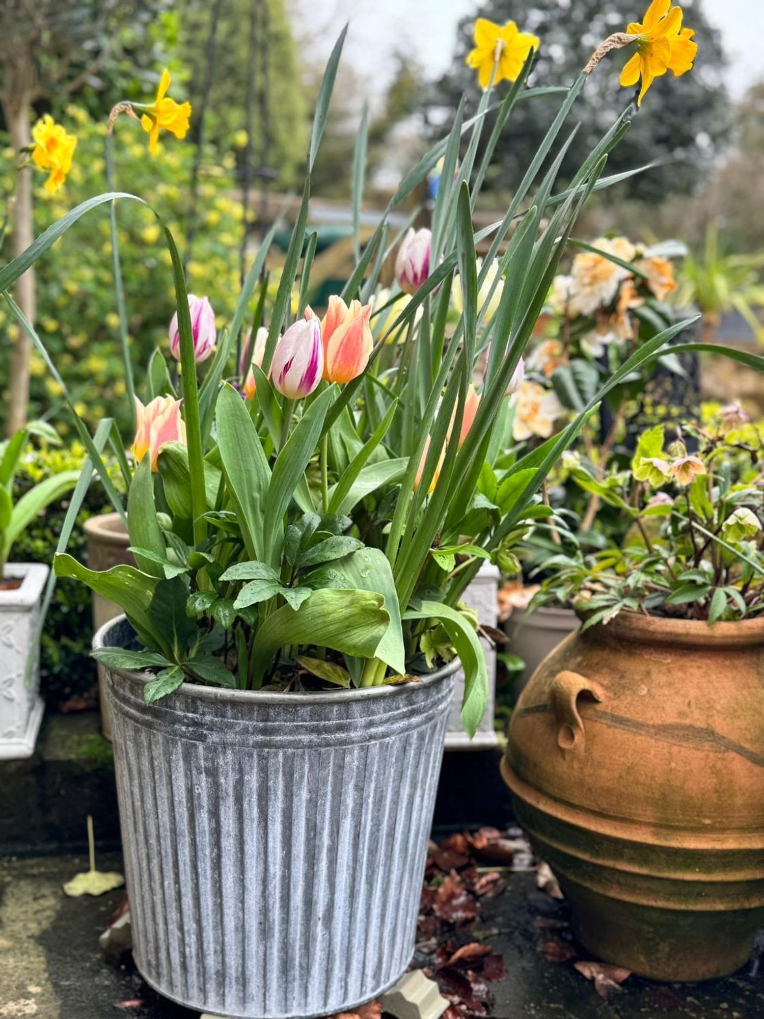 'Bramley Fall Cottage' ' On Site Ev Point - Attached Cottage,3 Separate Bedrooms -1 On Ground Level, Sleeps 6, 2 Bathrooms, Sandy Wittering Beach 8Min Drive, Rural Location, Child Friendly, Small Breed Dog Friendly, Private Parking Τσίτσεστερ Εξωτερικό φωτογραφία